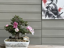 Japanese rare azalea for sale  Pittsburgh