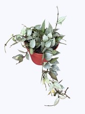 Hoya eskimo wax for sale  SHEFFIELD