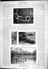 Old print 1905 for sale  UK