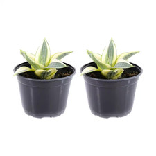 Qt. gold sansevieria for sale  Tacoma