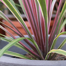 Cordyline australis cabbage for sale  UK