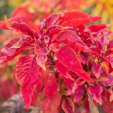 Red garnet amaranth for sale  Minneapolis