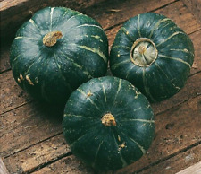 Buttercup winter squash for sale  FERRYHILL