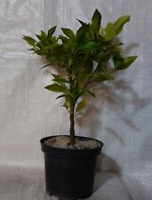 Citrus orange citrus for sale  PRESTON