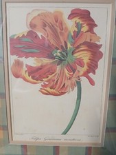 Vintage tulip botanical for sale  Beaumont