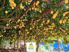 LIMONI COSTA D’AMALFI BOX 5kg…BUCCIA EDIBILE…Limoni Della Costiera Amalfitana, używany na sprzedaż  Wysyłka do Poland
