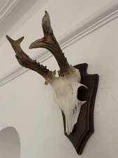 Antlers roe deer for sale Antlers roe deer for sale  SOUTHEND-ON-SEA