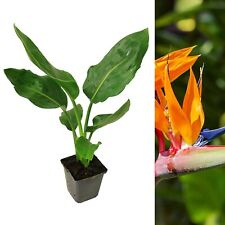 Strelitzia bird paradise for sale  GLASGOW