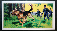 German shepherd aka for sale  DERBY