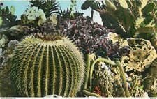 Flowers plants cactus d'occasion  Expédié en Belgium