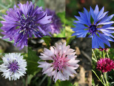 500 samen kornblume gebraucht kaufen 500 samen kornblume gebraucht kaufen  Öhringen