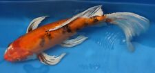 Buterfly koi live for sale  Miami