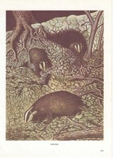 Vintage badger print for sale  DERBY