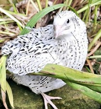 Quail eggs coturnix for sale  UK