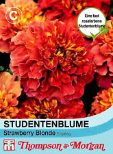 Studentenblume strawberry blon gebraucht kaufen  Wuppertal