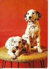 "Two Dalmata dogs" Modern Spanish  photo postcard 1970s comprar usado  Enviando para Brazil