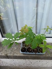 Young english oak for sale  LLANELLI