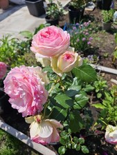 Eden rose rosa for sale  LEICESTER