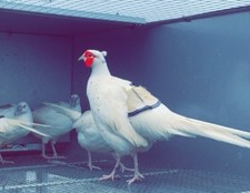 X12 white pheasant for sale  LLANDINAM