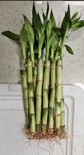 Live lucky bamboo for sale  Katy
