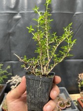 Hokkaido serissa bonsai for sale  Wallkill