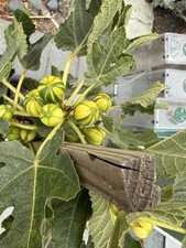 gallon fig trees for sale gallon fig trees for sale Pacoima