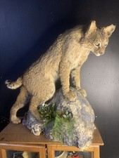 bobcat mount for sale bobcat mount for sale Olaton