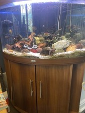 juwel 240 fish tank for sale juwel 240 fish tank for sale LEICESTER
