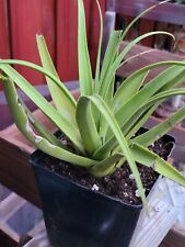 Agave bracteosa live for sale  Dallas