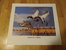 picture duck mallard for sale picture duck mallard for sale Martinsville