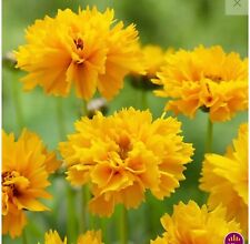 coreopsis for sale  COLCHESTER