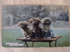 Vintage dog postcard for sale  POTTERS BAR