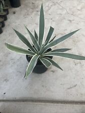 Agave angustifolia gal for sale  Hemet