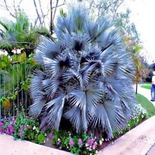 Mexican blue hesper for sale  Lincolnton