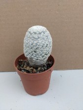 Mammillaria herrerae kakteen gebraucht kaufen  Stuttgart