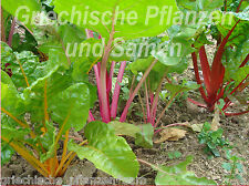 Mangold bunt rot gebraucht kaufen  Pliezhausen