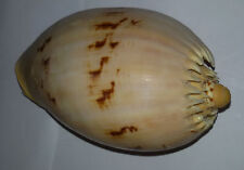 Conchiglia shell melo usato  Piombino
