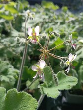 Pelargonium tomentosum stunnin for sale  BARNET