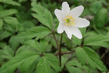 Wood anemone anemone for sale  GREENOCK