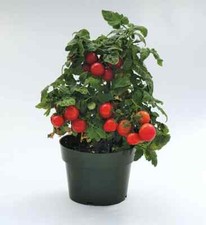 Usado, Sementes de vaso de cereja de tomate APARTAMENTO EDIFÍCIO VARANDA SEMENTES DE PLANTAS DE TOMATE Legumes comprar usado  Enviando para Brazil
