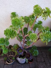 Ableger aeonium arboreum gebraucht kaufen  Königstein