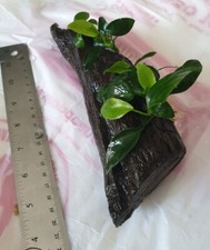 Anubias mini bogwood for sale  GLASGOW