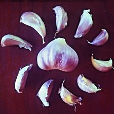 Chesnok red garlic for sale  Moriarty