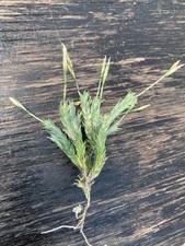 Tillandsia pedicellata small for sale  Paducah