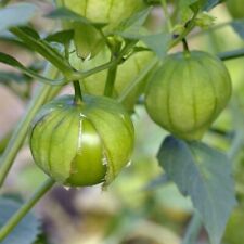 Tomato tomatillo verde for sale  KEIGHLEY