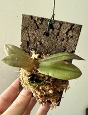 Phalaenopsis species pulcherim gebraucht kaufen  Augsburg