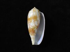 Concha do mar Conus tulipa 67mm ID#7719, usado comprar usado  Enviando para Brazil