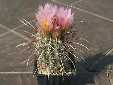 Sclerocactus parviflorus ssp. usato  Spedire a Italy