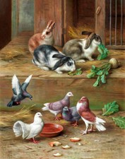 Rabbits pigeons edgar for sale  Ahsahka