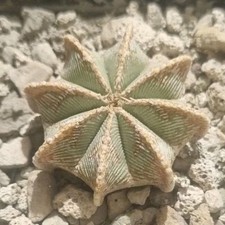 Aztekium hintonii from usato  Baranzate